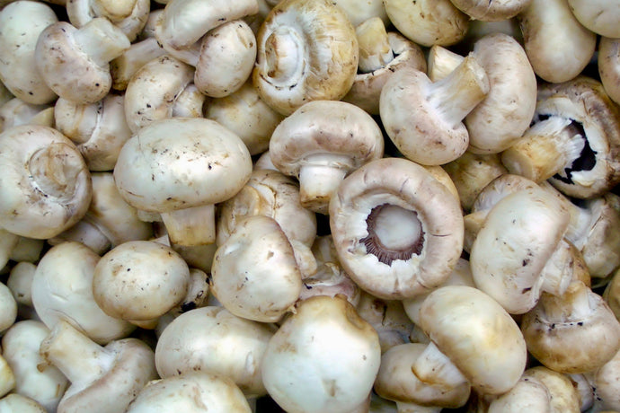 Mushrooms – White Button