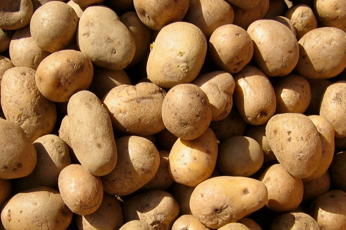 Potatoes - Agria
